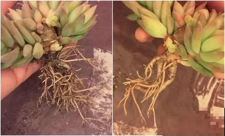 多肉养护大总结，这7点学会了，啥肉都能养得活！