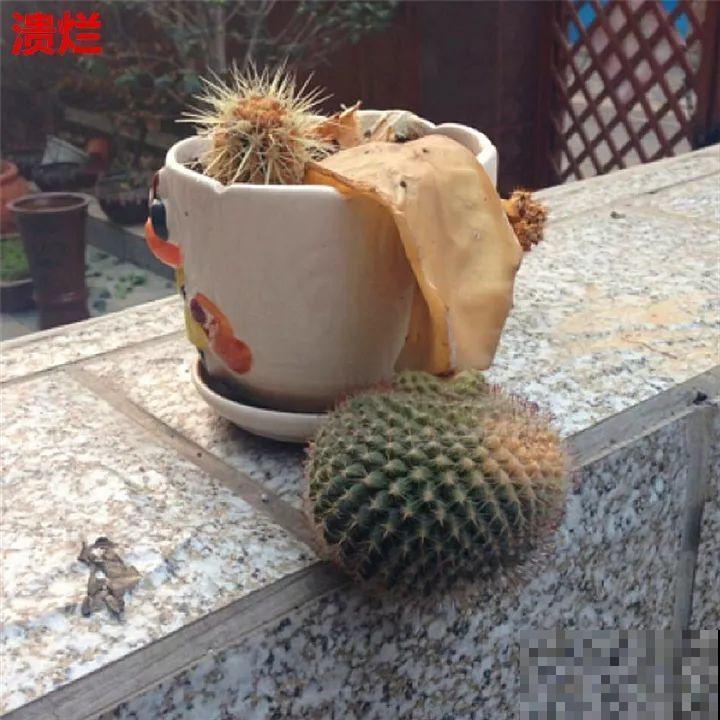 这6种花都有一个不能淋雨的习惯，长斑不说，整株都会烂掉！