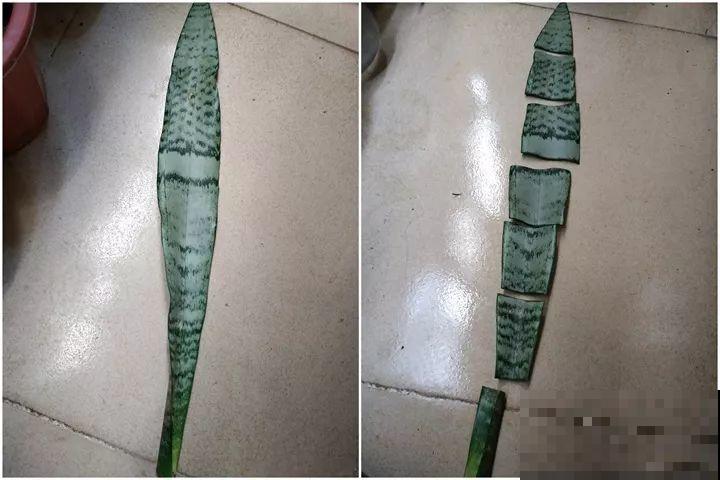 10种花扦插技巧，没事的时候插两盆，多到阳台都放不开！