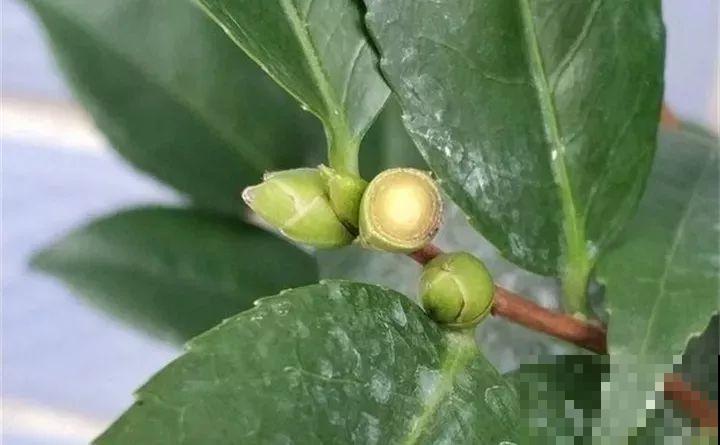 茶花8月冒花苞，赶紧剪一半，不然一年没花赏！
