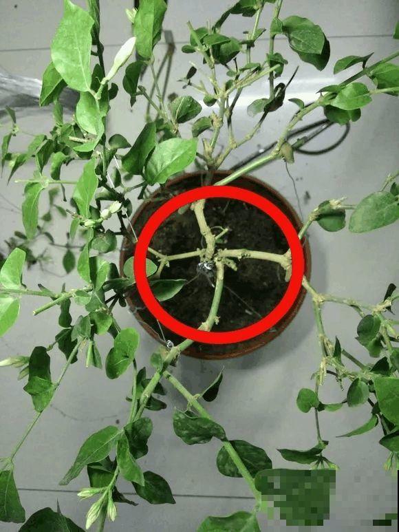 这花剪一茬开一茬，越晒花越多，整个夏天屋里都是香香的！