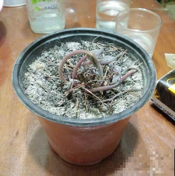 会休眠的12种花，想要安全度夏就别折腾，越浇水死的越快！