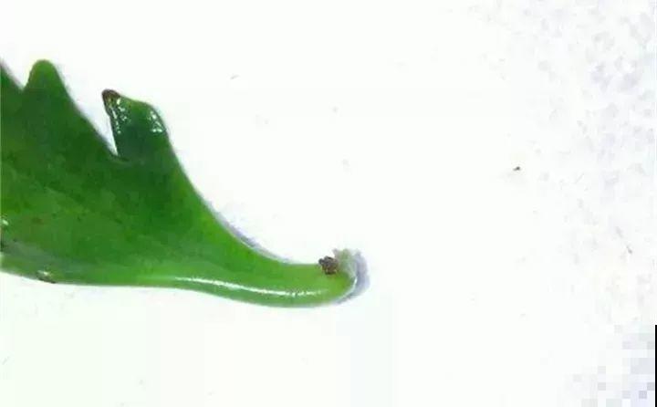 10种花扦插技巧，没事的时候插两盆，多到阳台都放不开！