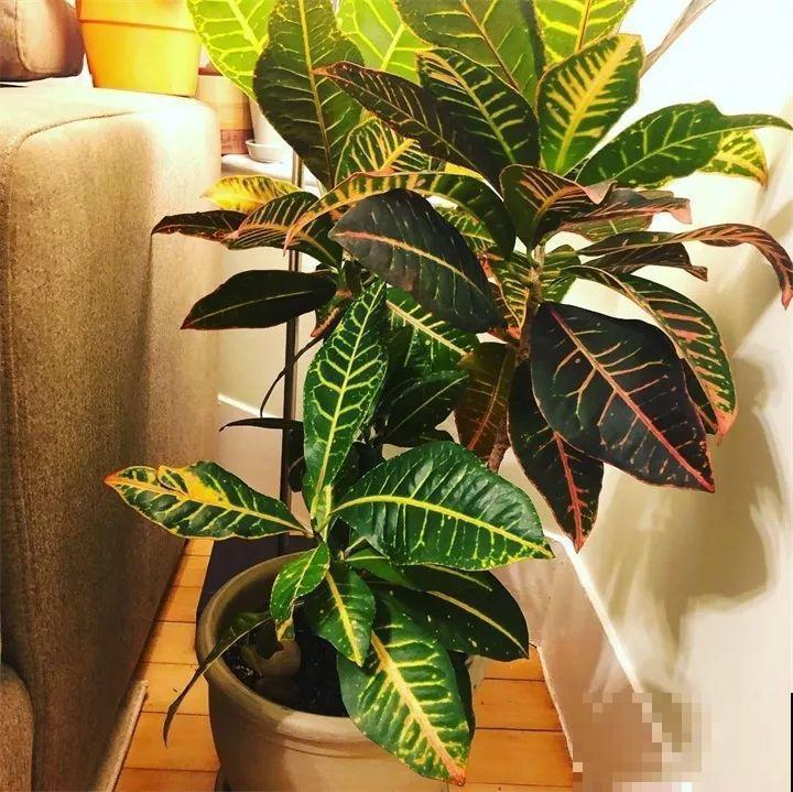 80种耐阴花，光线不好照样养的活，新手的救星！