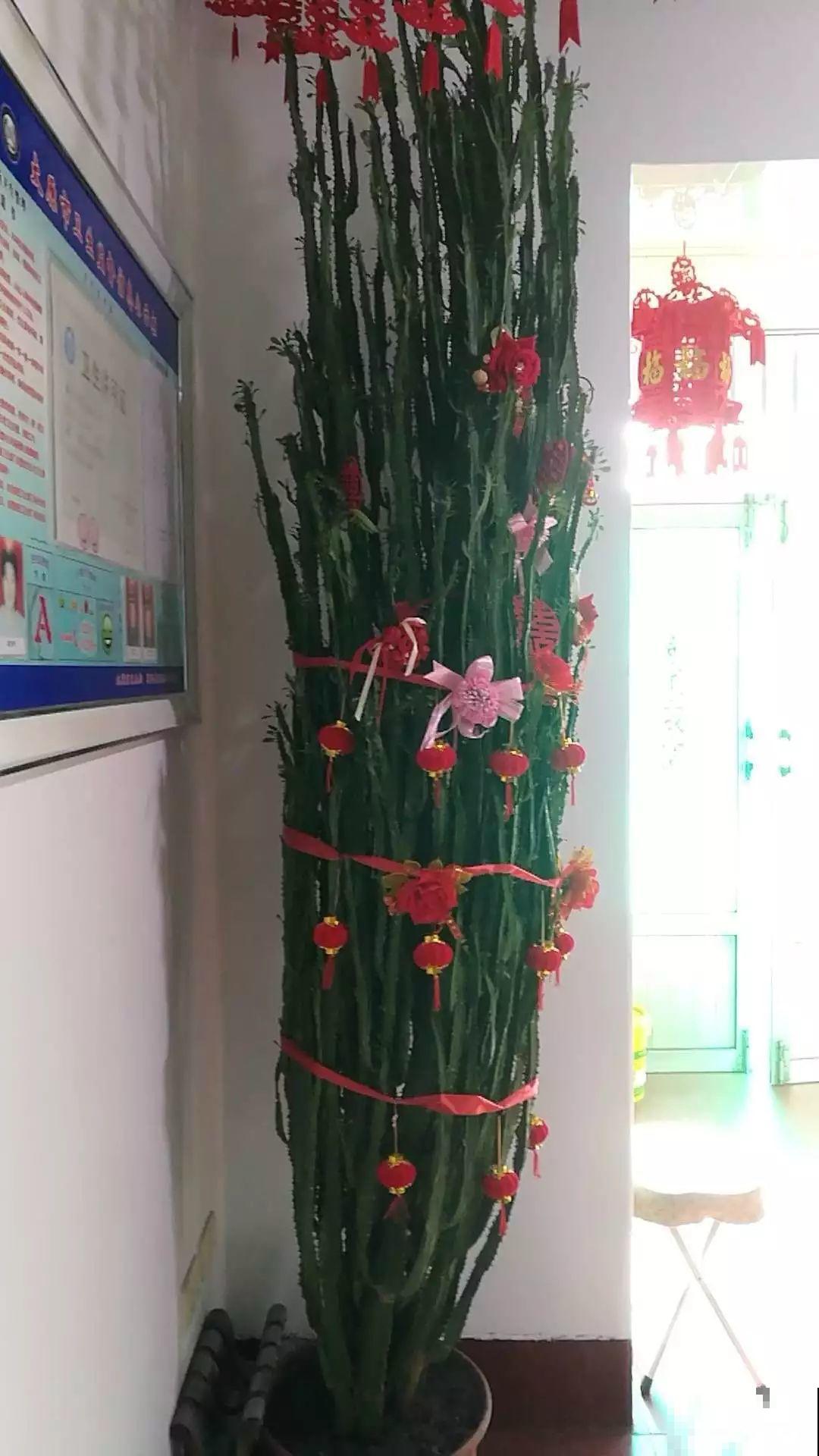 5种寿命超长的花，一养就是上百年，家里有一盆能当传家宝！