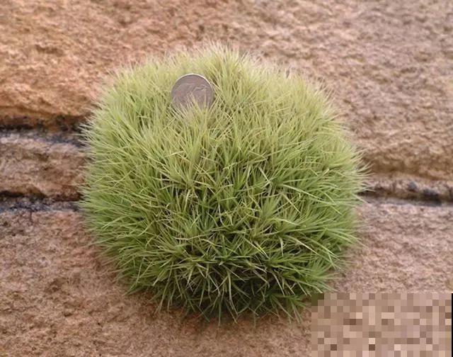 这花不用种土里，隔三差五喷点水，能活20年！