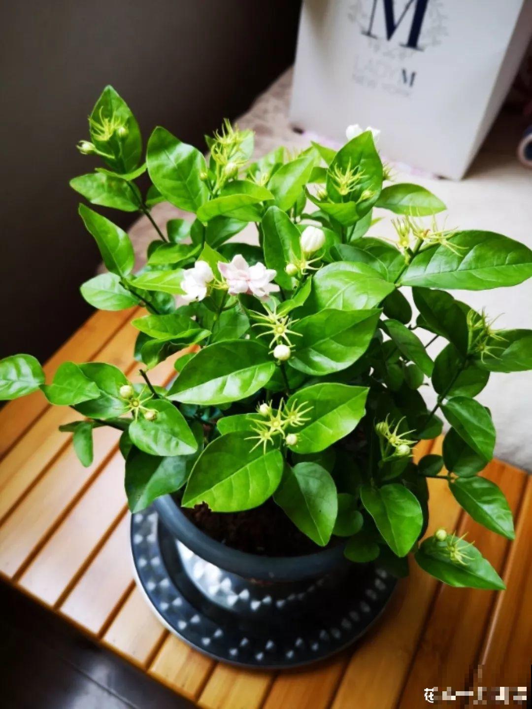 30种常见花的夏季浇水方法，告别烂根黄叶，养花无忧！