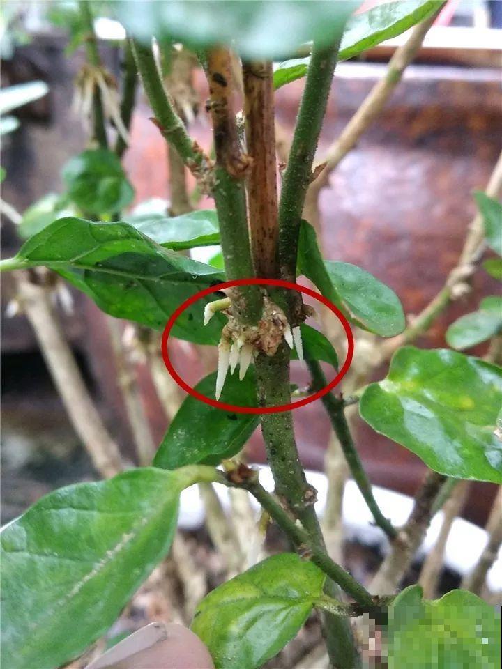 3种花就要现在扦插，越热生根越快，再晚就要等明年了！
