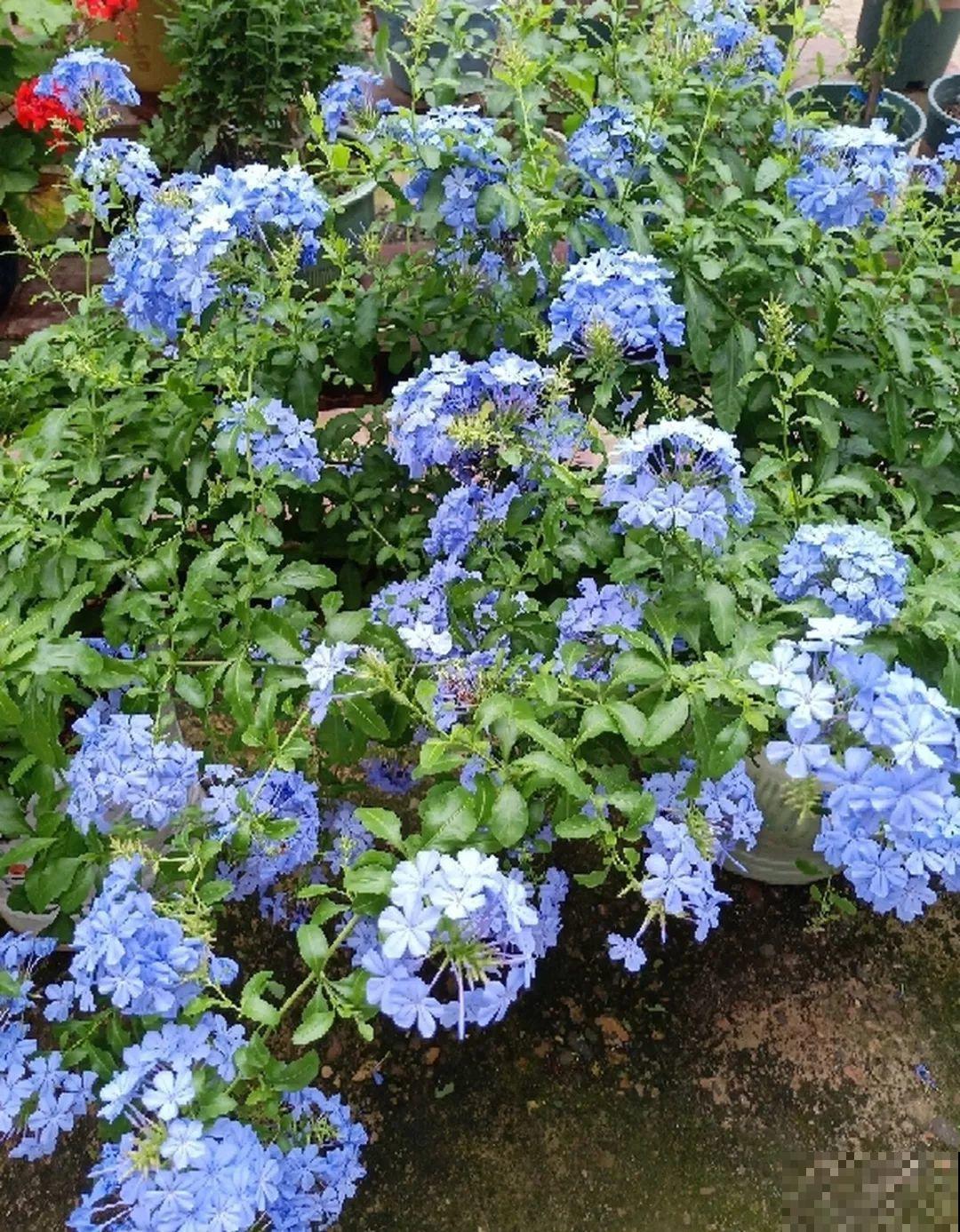 30种常见花的夏季浇水方法，告别烂根黄叶，养花无忧！