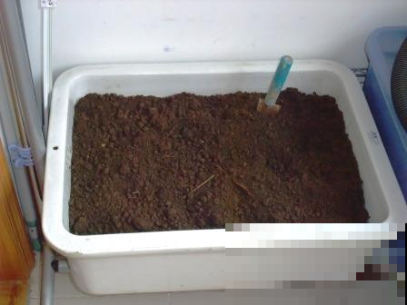 喝不完的绿豆汤这么弄给花喝，立马解暑呼呼长，花骨朵一夜冒10个