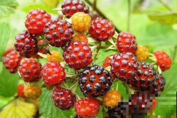 小时候吃的野果子，吃过5种以上的都是农村娃，满满的回忆！