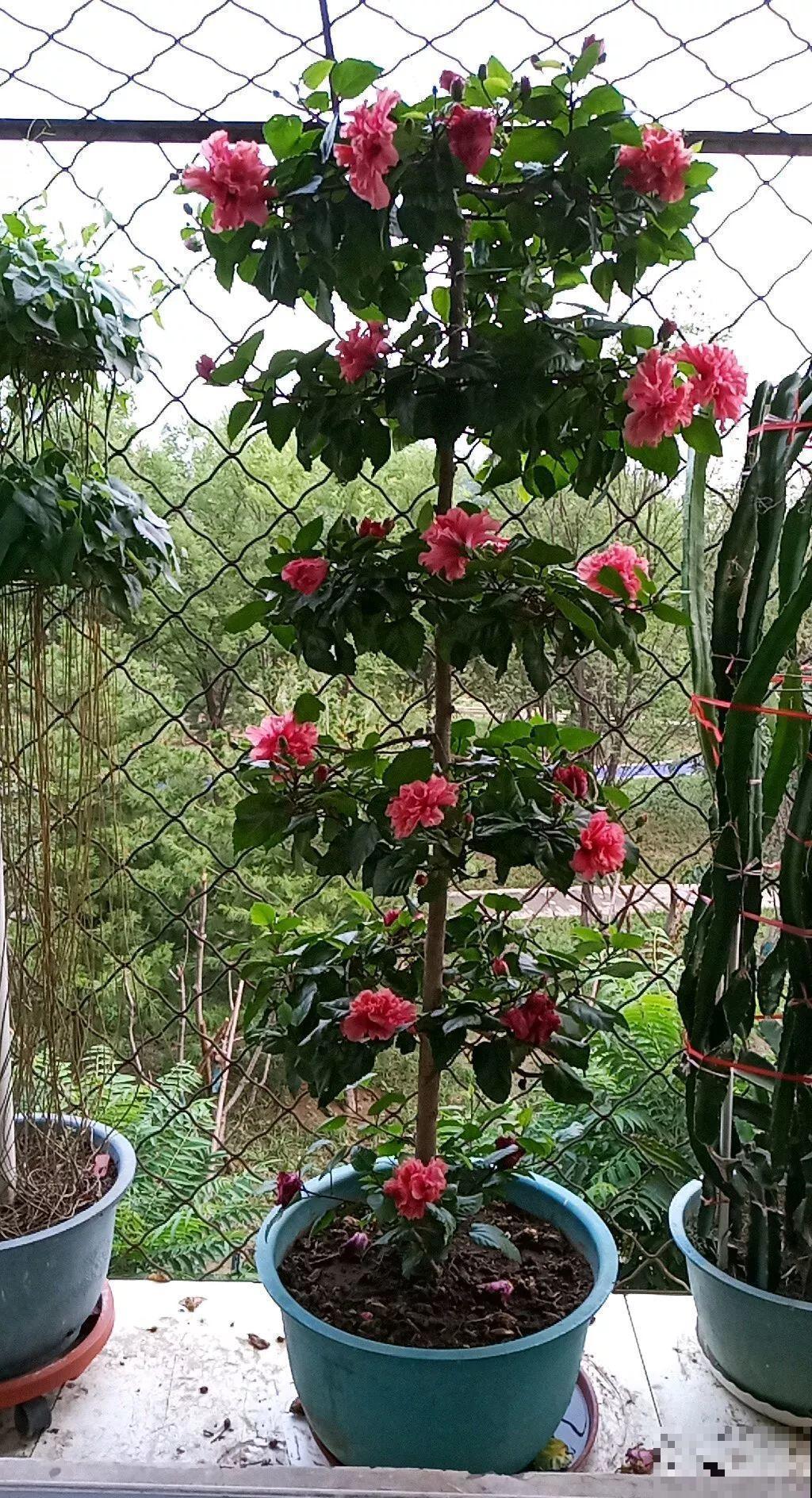 晒不死的花，现在剪1刀开花更猛，嗖嗖长成6层塔，戳屋顶了！
