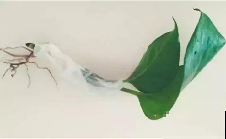 养花不生根？赶紧塞团卫生纸，大白根蹭蹭冒！