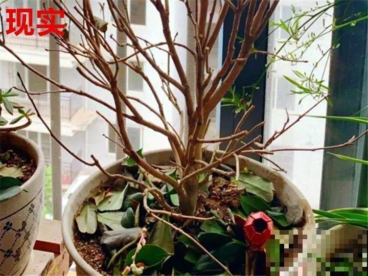 这10种花，年年收空盆，没点经验还真不敢养！