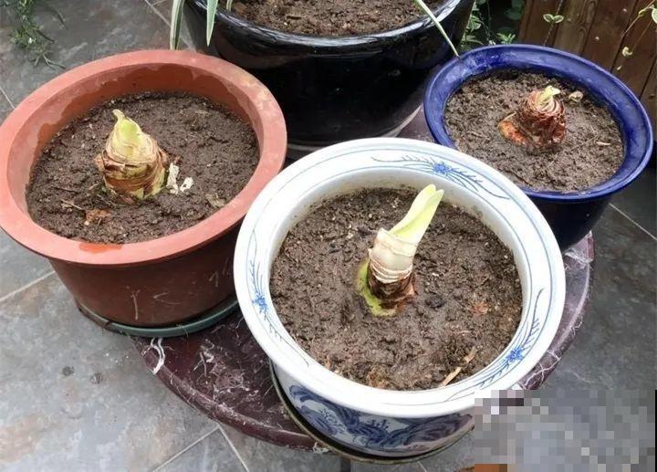 养花不生根？赶紧塞团卫生纸，大白根蹭蹭冒！