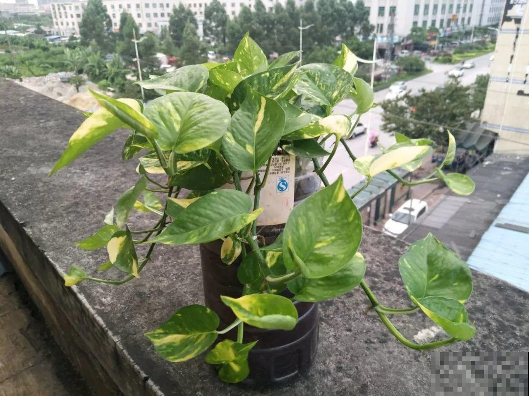 养花就要接地气，靠天吃饭不用管，开始疯长刹不住闸！