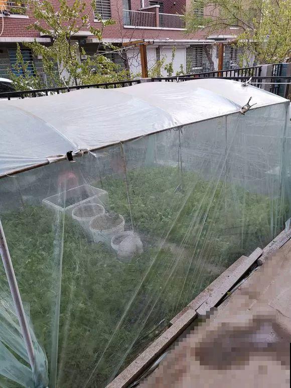 羡慕家里有小菜园的，盛夏季节，通通都爆发！