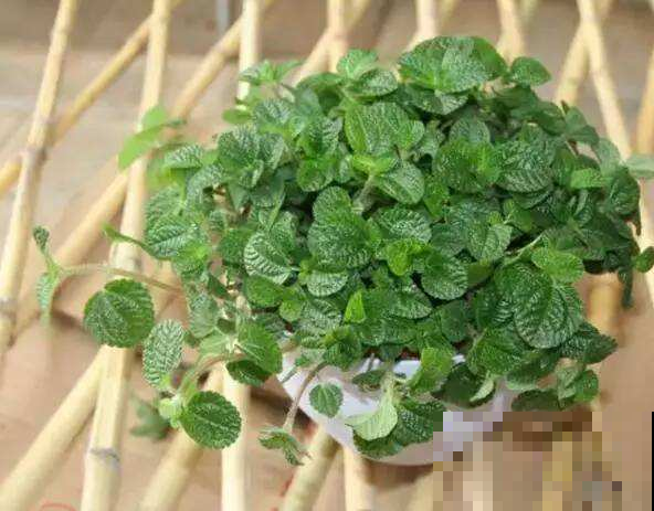 这几种花特爱吸烟，家里种一盆超护肺，堪比空气净化器！