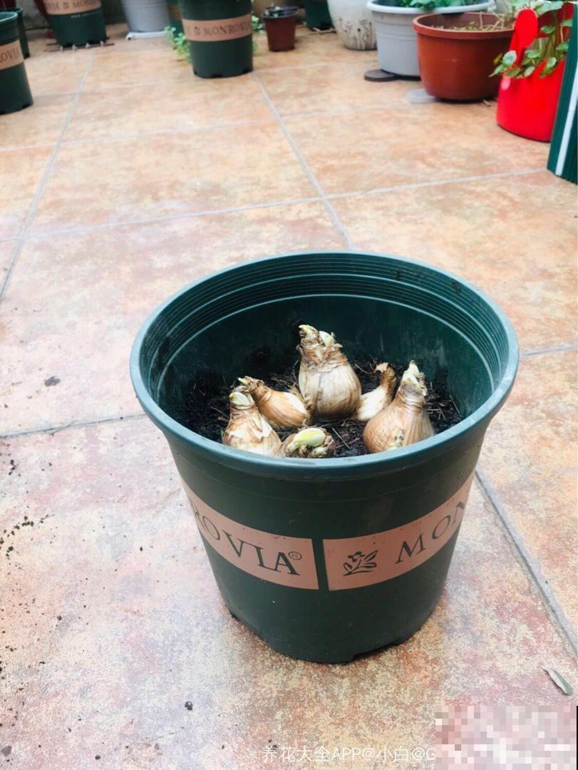 这种水仙颜色多开花大，年年复花，一颗能养好几年！