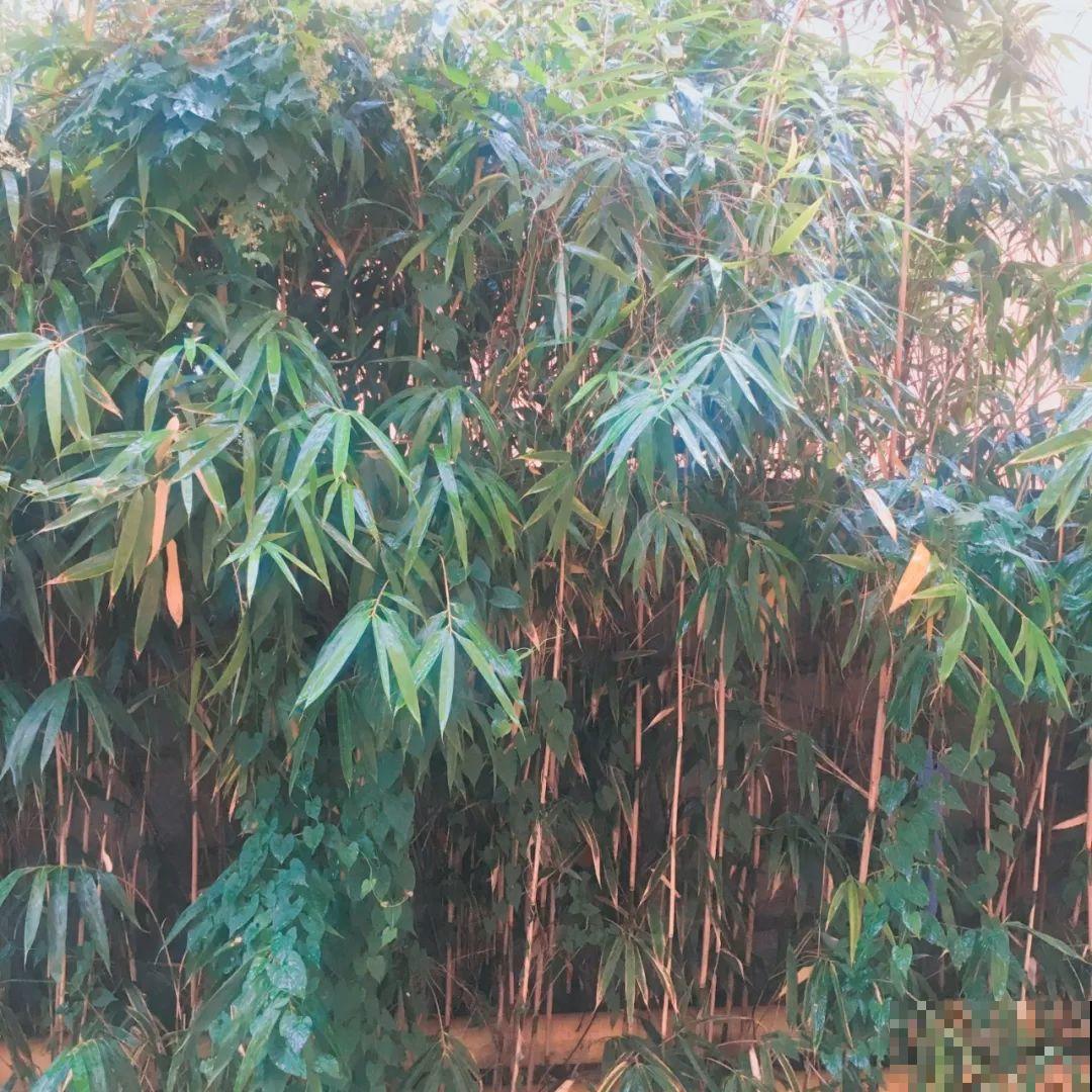 有院子的，就栽这8种树，夏天乘凉秋天摘果子吃！