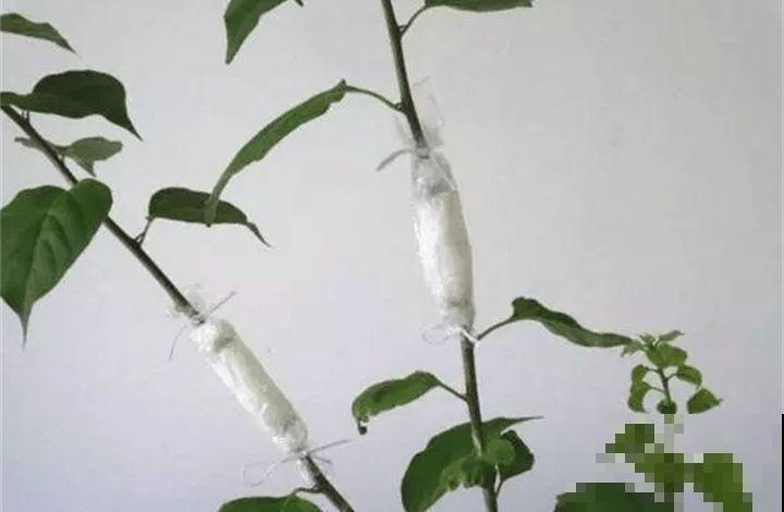 养花不生根？赶紧塞团卫生纸，大白根蹭蹭冒！