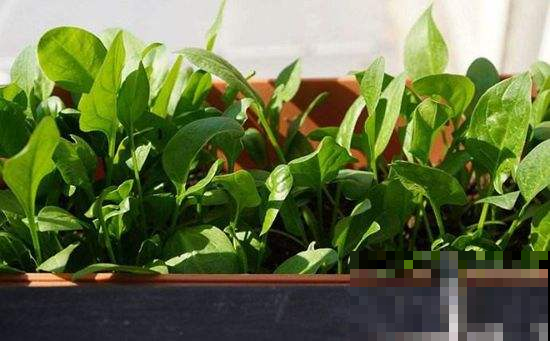 这3种菜，阳台就能种，栽上几盆一家人都够吃的！