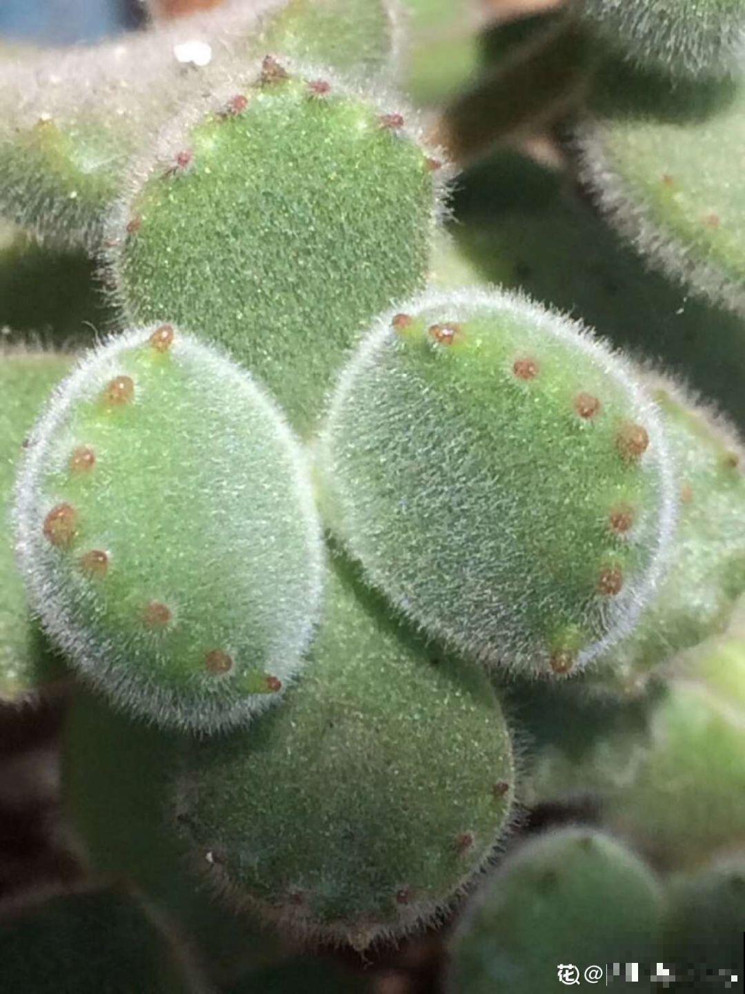 拿针扎佛珠？都是手贱惹的祸，怪不得都烂了！
