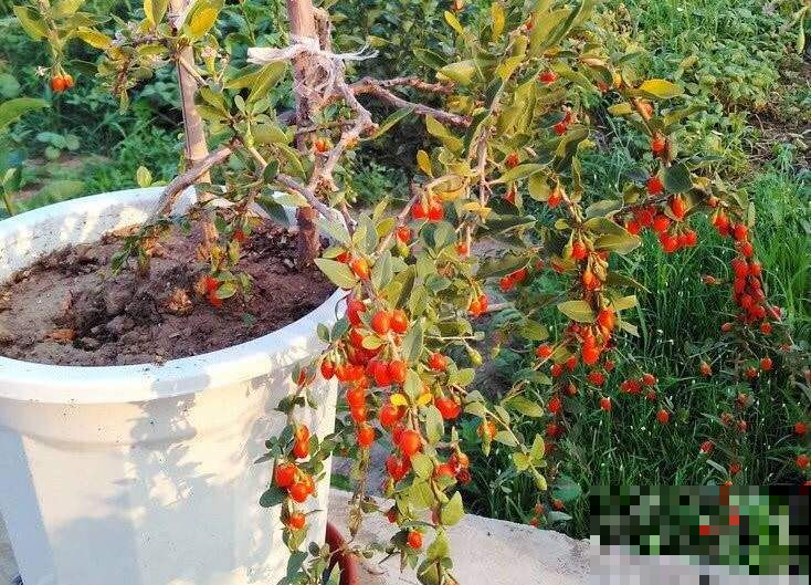花盆栽棵它，全身上下都能摘了吃，整个人都更有活力了！