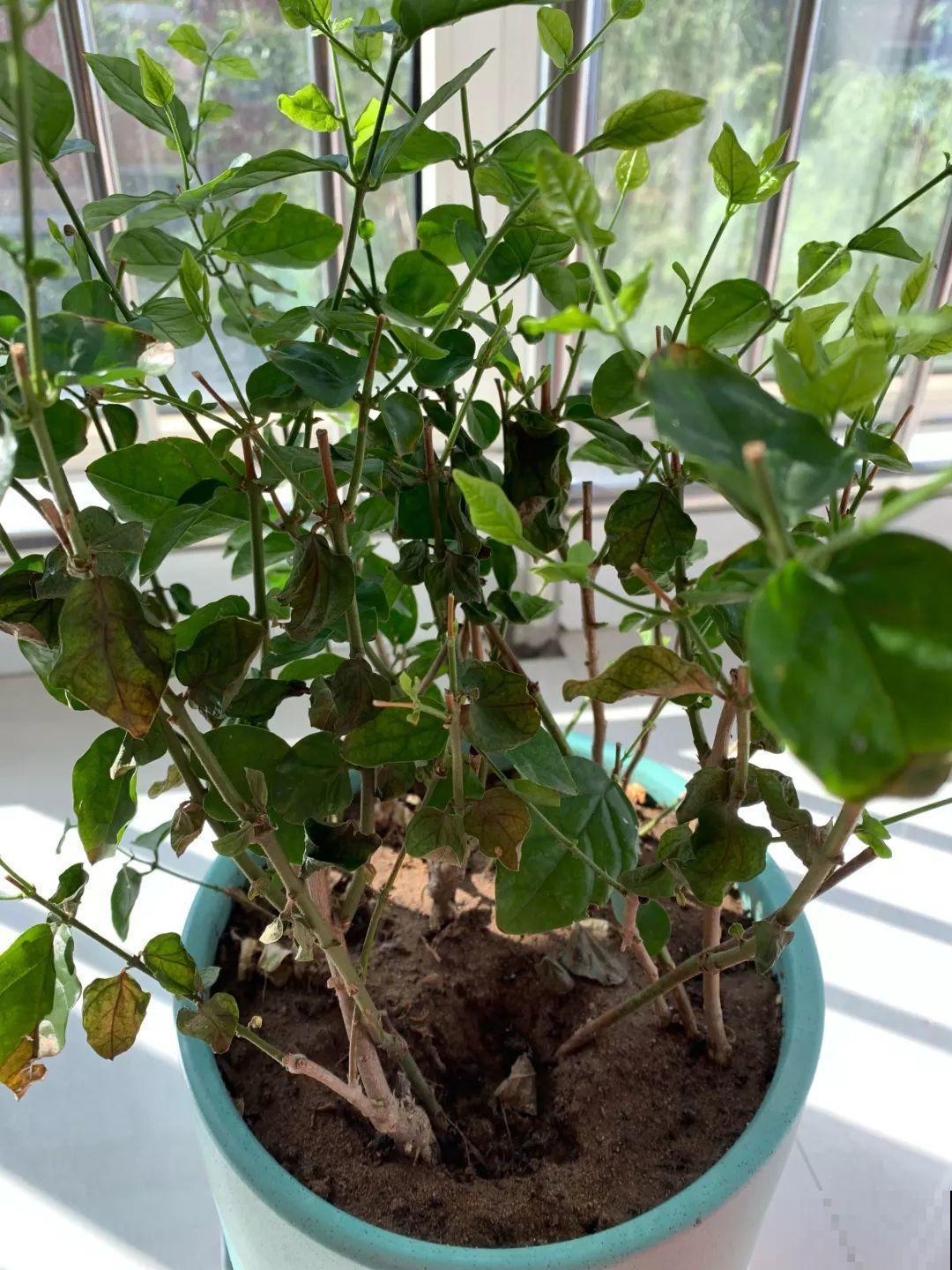 30种常见花的夏季浇水方法，告别烂根黄叶，养花无忧！