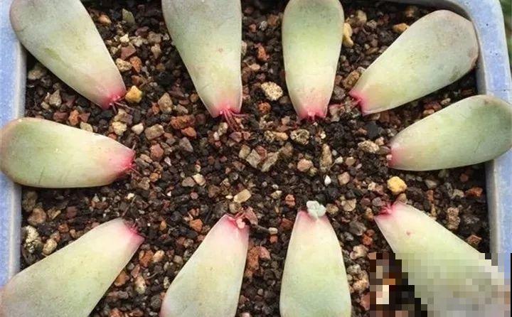 10种花扦插技巧，没事的时候插两盆，多到阳台都放不开！