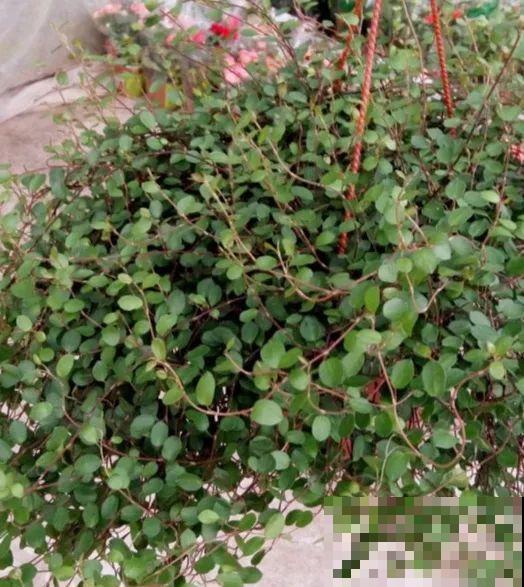 这5种花，剪根枝条就能长，半年收获一盆小豆豆！