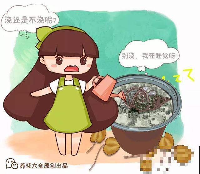 会休眠的12种花，想要安全度夏就别折腾，越浇水死的越快！