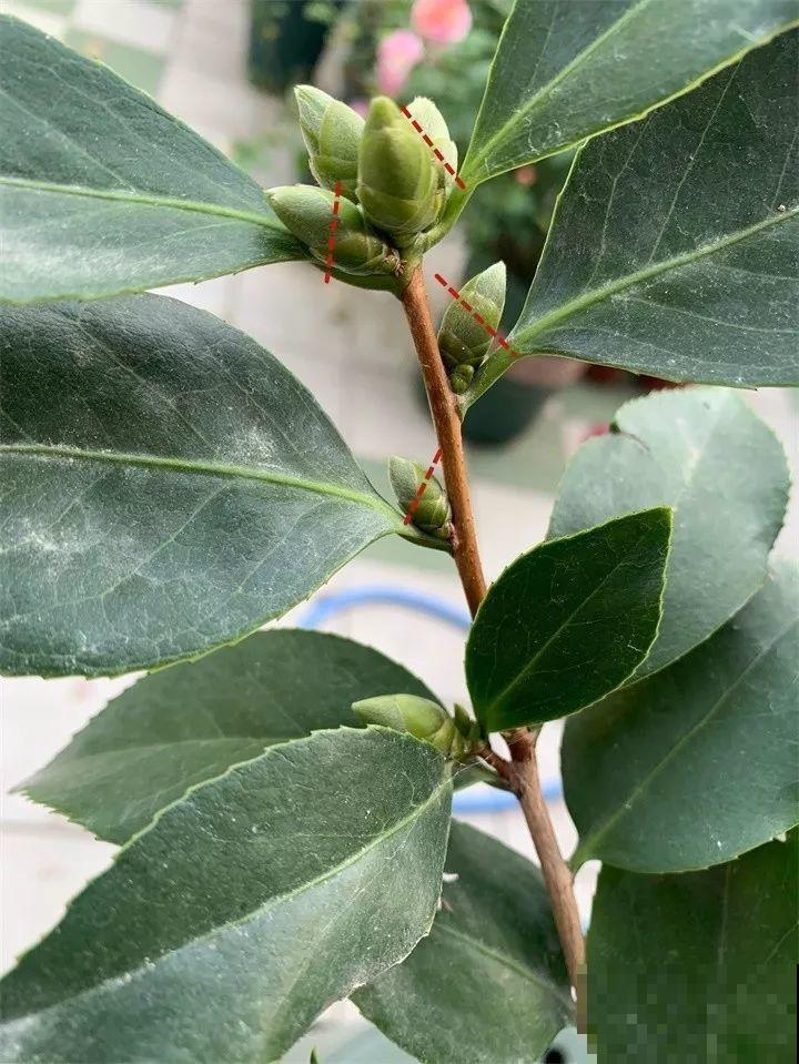 茶花8月冒花苞，赶紧剪一半，不然一年没花赏！