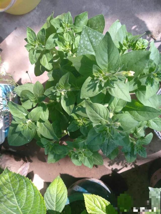 会休眠的12种花，想要安全度夏就别折腾，越浇水死的越快！