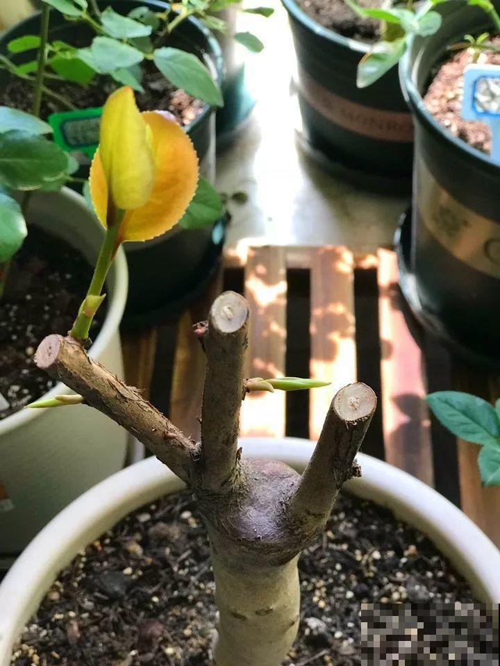 这10种花，年年收空盆，没点经验还真不敢养！