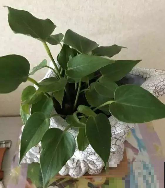 这花耐阴又吉祥，一片叶子巴掌大，比绿萝耐看多了！