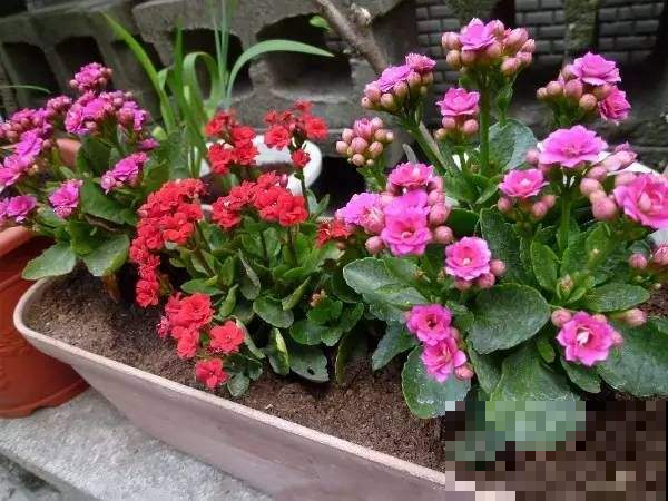家里的花为什么总是养不活，那是因为你的浇水技巧不对！