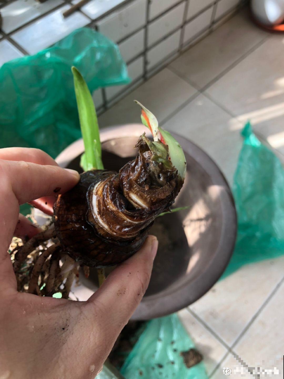家里有这8种花，现在最容易死，别乱浇水！