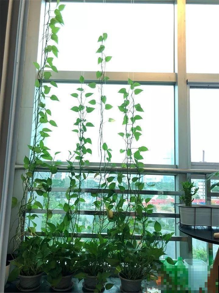 能开花的绿萝，一年四季开不败，这花养着真省心！
