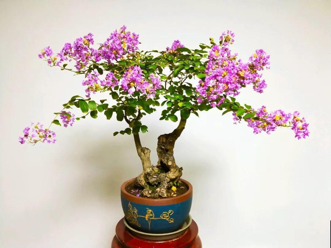 没人要的路边花，他搬回家养成宝，现在谁看了都想要！