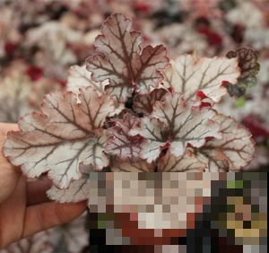 矾根的叶子总是软塌塌的，半死不活的，这样才能养好它！