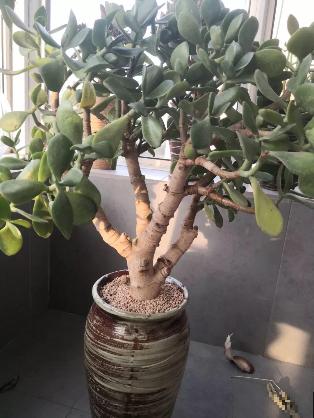 30种常见花的夏季浇水方法，告别烂根黄叶，养花无忧！