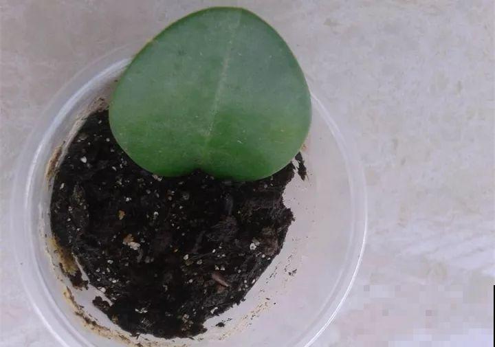 10种花扦插技巧，没事的时候插两盆，多到阳台都放不开！