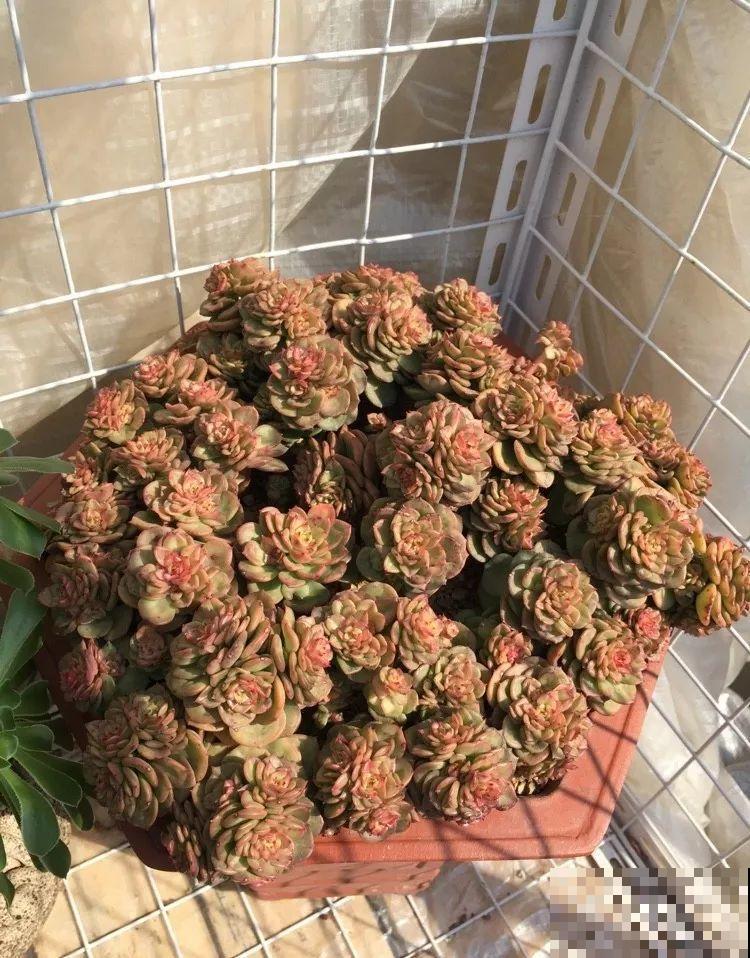 8种多肉最耐晒，大夏天照样疯长不停，呼呼窜成小瀑布！
