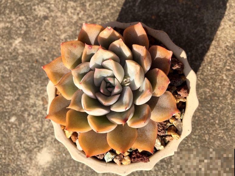 夏天养不好多肉？那是没挑对品种，这几种再热也不怕！