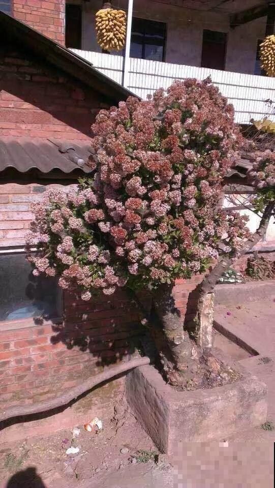 5种寿命超长的花，一养就是上百年，家里有一盆能当传家宝！