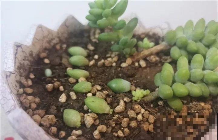 周末去这儿转一转，花和花盆随便捡，赚大发了！