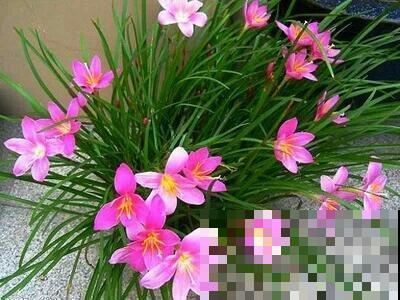 风雨兰这么养，一个月开好几茬，爆盆美腻了！