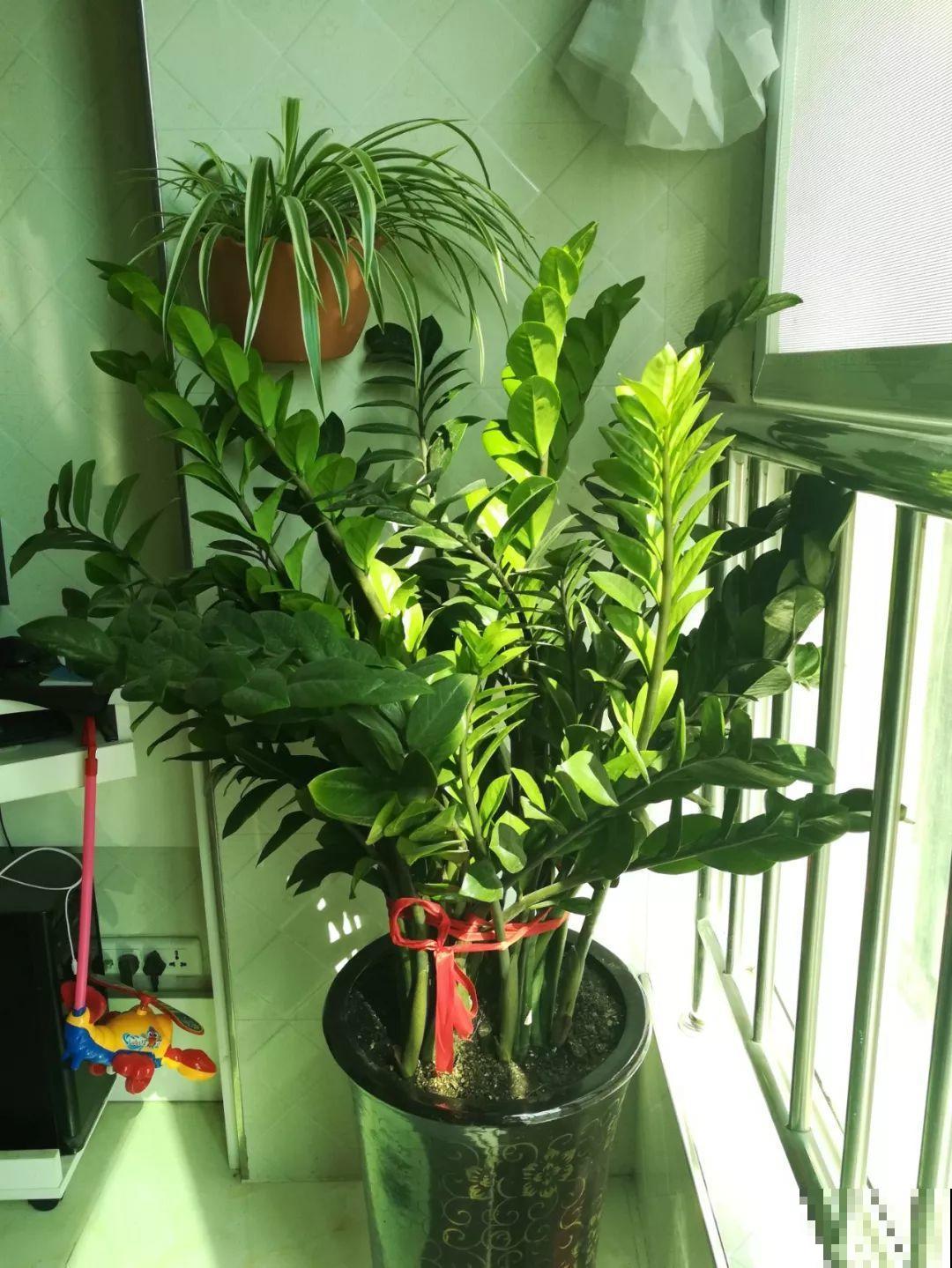 路边捡盆它，挖出一把“山药豆”，剪一剪立马活！