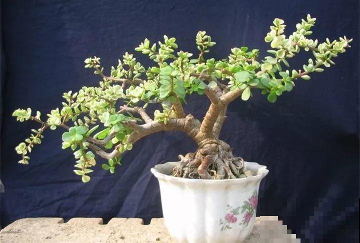 这8种花，拿棍子一绑凹个造型，身价嗖嗖往上翻！